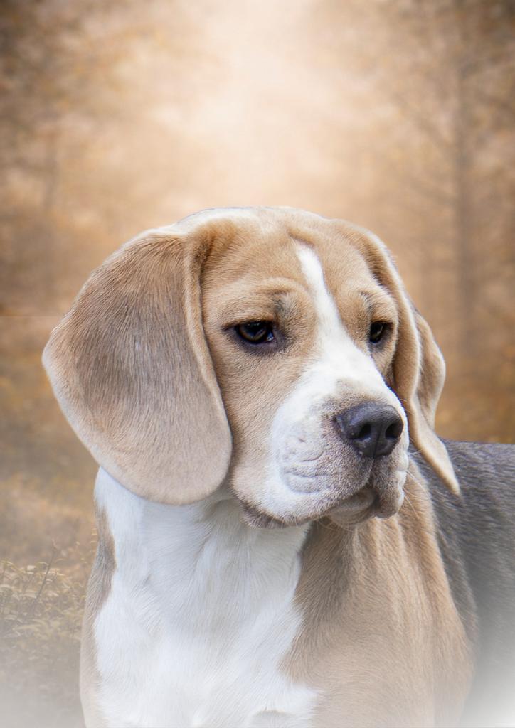 Beagle puppy’s verwacht met stamboom, Dieren en Toebehoren, Honden | Beagles, Bassets en Lopende honden, Beagle, 1 tot 2 jaar