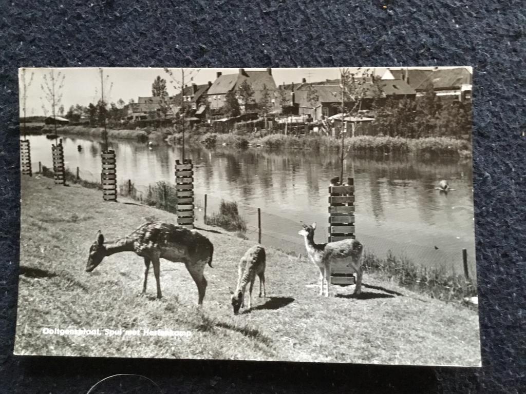 Ooltgensplaat, Spui met Hertkamp - Zwart-wit ansichtkaart, Ophalen of Verzenden, 1940 tot 1960, Gelopen, Zuid-Holland
