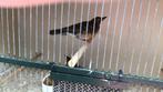 Tekoop damalijster. Pop  geringd 2025. Met dna, Dieren en Toebehoren, Vogels | Overige Vogels, Vrouwelijk, Tropenvogel, Geringd