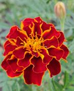 Zaden tagetes Carmen, Verzenden, Volle zon