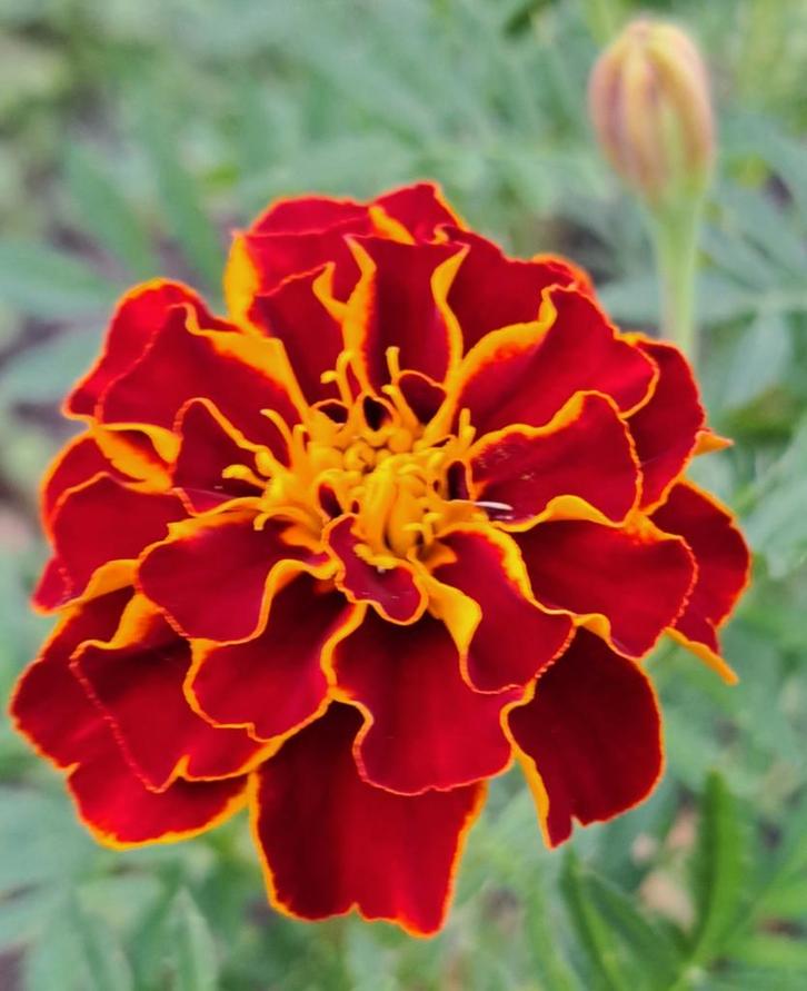 Zaden tagetes Carmen, Tuin en Terras, Bloembollen en Zaden, Volle zon, Verzenden