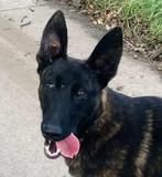 Hollandse herder teef (7 maand), Rabiës (hondsdolheid), 15 weken tot 1 jaar, Teef, Eén hond