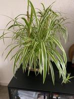 Chlorophytum comosum potje16x16 cm met plant 47x47 cm, Ophalen, Halfschaduw, In pot, Minder dan 100 cm