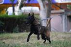 Belgische Herder Mechelse Herder, Rabiës (hondsdolheid), 15 weken tot 1 jaar, Buitenland, Eén hond