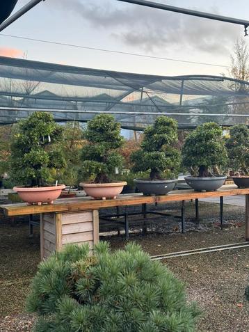 Satsuki azalea Xl 60% korting!!!>€ 995,-/275,- beschikbaar voor biedingen