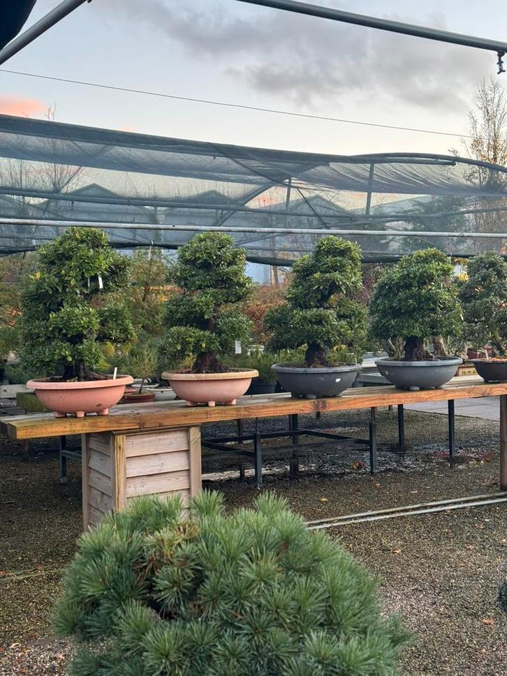 Enorm dikke Satzuki Azalea 4 stuks, Tuin en Terras, Planten | Bomen, Overige soorten, Volle zon, Zomer, Ophalen