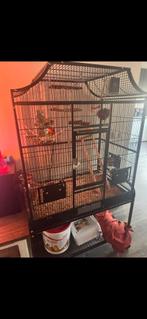 Agapornis koppel met toebehoren, Dieren en Toebehoren, Geslacht onbekend, Dwergpapegaai of Agapornis, Tam