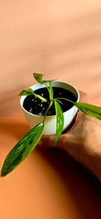 Philodendron Jose Buono – babyplant, Ophalen of Verzenden, Overige soorten, Minder dan 100 cm