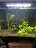 Aquarium Fluval 60L inclusief vissen en toebehoren, Ophalen, Gebruikt, Gevuld zoetwateraquarium