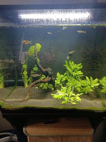Aquarium Fluval 60L inclusief vissen en toebehoren  beschikbaar voor biedingen