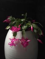 Biologische kamerplanten december cactus in bloei, Huis en Inrichting, Minder dan 100 cm, Bloeiende kamerplant, Halfschaduw, Ophalen of Verzenden