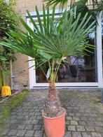 Trachycarpus fortunei 130cm winterharde Palmboom stam 30cm, Tuin en Terras, Planten | Bomen, Volle zon, Ophalen, Palmboom, 100 tot 250 cm
