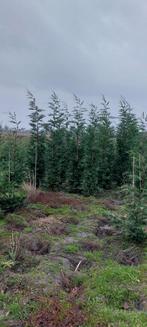 Leylandii haagconiferen coniferen conifeer, Bloeit niet, Halfschaduw, 100 tot 250 cm, Overige soorten