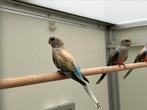 Bourke opaline pop uit blauw selectie, Dieren en Toebehoren, Vogels | Parkieten en Papegaaien, Vrouwelijk, Parkiet, Geringd