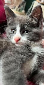 Kittens tekoop, Dieren en Toebehoren