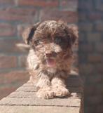 Super lieve choco merle boomer pup, Dieren en Toebehoren, Honden | Chihuahua's en Gezelschapshonden, Overige rassen, CDV (hondenziekte)