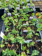 Geranium rozanne, Tuin en Terras, Ophalen, Zomer, Siergrassen, Halfschaduw