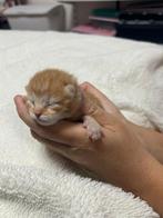 Te Koop kleine kittens geboren op 12 september, Dieren en Toebehoren, Katten en Kittens | Overige Katten, Meerdere dieren, Kortharig