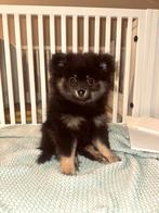 Pomeriaan pup, Dieren en Toebehoren, Overige rassen, 8 tot 15 weken, Teef, Meerdere