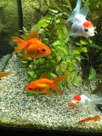 Leeuwenkop goudvis, Vis