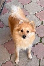 Pommelien komt 22 november in Nederland aan, Dieren en Toebehoren, Honden | Chihuahua's en Gezelschapshonden, Particulier, Rabiës (hondsdolheid)