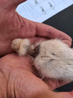 USA zijdehoen naakthals haan, Dieren en Toebehoren, Pluimvee, Mannelijk, Kip