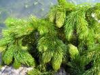 Zuurstofplanten/vijverplanten, Tuin en Terras, Planten | Tuinplanten, Ophalen, Volle zon, Vaste plant, Bloeit niet