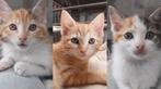3 boerderij katten, Dieren en Toebehoren, Katten en Kittens | Overige Katten, Poes, Kortharig, 0 tot 2 jaar
