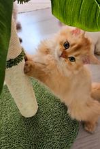 Raszuivere Brits Korthaar & Langhaar | Jongens | Stamboom, Dieren en Toebehoren, Katten en Kittens | Raskatten | Korthaar, Meerdere dieren
