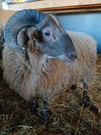 drents heideschaap ram / evt ook te huur, Mannelijk, Schaap