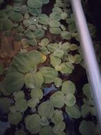 Pistia stratiotes - watersla of mosselplant, Dieren en Toebehoren, Vissen | Aquaria en Toebehoren, Plant(en), Steen of Hout, Zo goed als nieuw