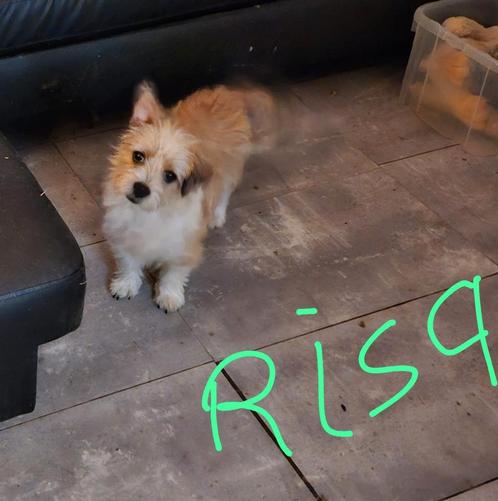 Lieve kleine Risa en zusje Senna zijn  net 1 jaar geworden, Dieren en Toebehoren, Honden | Niet-rashonden, Klein, Teef, Particulier