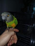 Super tamme bonte boer, Dieren en Toebehoren, Vogels | Parkieten en Papegaaien, Mannelijk, Papegaai, Tam