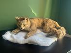 Opgezette Wilde Kat - Taxidermie, Ophalen of Verzenden, Gebruikt, Hond of Kat, Opgezet dier