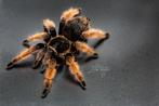 Vogelspinnen (tarantulas), Dieren en Toebehoren, Insecten en Spinnen, Spin of Schorpioen