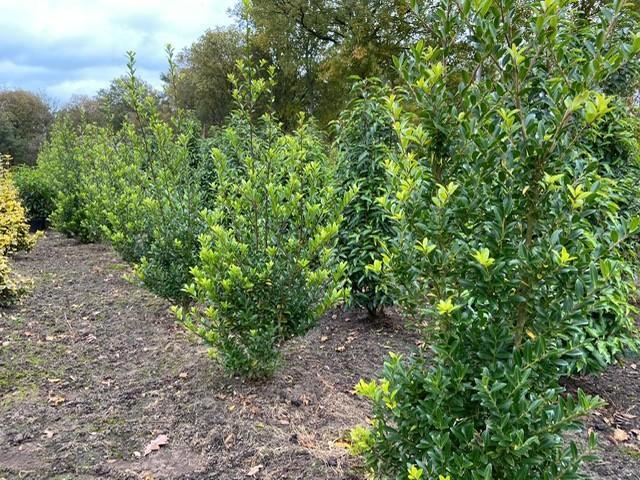Diverse vaste planten, photinia, laurier, coniferen, Tuin en Terras, Planten | Tuinplanten, Vaste plant, Overige soorten, Volle zon