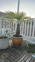 Waaier palm in pot, Bloeit niet, 100 tot 250 cm, Palmboom, Ophalen