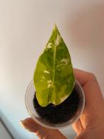 Alocasia frydek variegata melo watsoniana silver dragom, Huis en Inrichting, Kamerplanten, Ophalen of Verzenden, Halfschaduw, Minder dan 100 cm