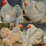 Cochin kriel Isabelporselein broedeieren, Dieren en Toebehoren, Geslacht onbekend, Kip