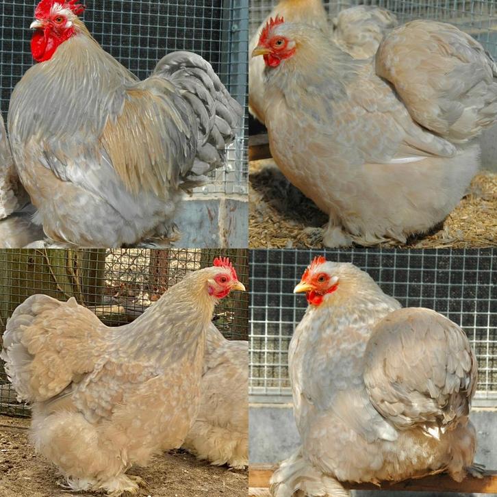 Cochin kriel Isabelporselein broedeieren, Dieren en Toebehoren, Pluimvee, Kip, Geslacht onbekend