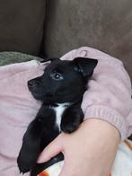 Klein Jack Russel mannetje, Dieren en Toebehoren, Jack Russell Terriër, Reu, 8 tot 15 weken, Eén hond