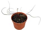 Alocasia Flying Squid | Potmaat 10,5, Overige soorten, In pot, Minder dan 100 cm, Groene kamerplant