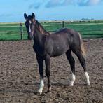 Schimmel KWPN Hengst veulen Ojee-B X Jazz de Coquerie, Springpaard, Niet van toepassing, 0 tot 2 jaar, Hengst