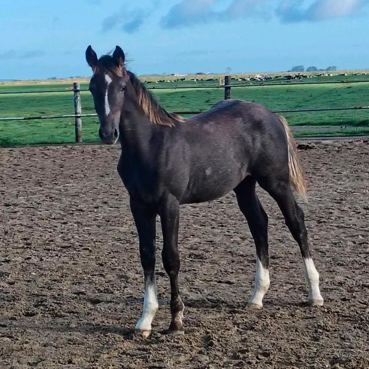 Schimmel KWPN Hengst veulen Ojee-B X Jazz de Coquerie, Dieren en Toebehoren, Paarden, Hengst, Niet van toepassing, 165 tot 170 cm