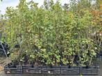 Actie!!! Rode bessen struiken aalbes ribes rubrum 125 cm, Tuin en Terras, Ophalen of Verzenden, Overige soorten, Struik, 100 tot 250 cm