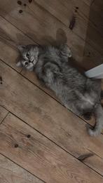 Britse korthaar, Dieren en Toebehoren, Katten en Kittens | Raskatten | Langhaar, Kater