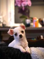 Te Koop: unieke witte Chihuahua teef, Dieren en Toebehoren, Honden | Chihuahua's en Gezelschapshonden, 8 tot 15 weken, Teef, Eén hond