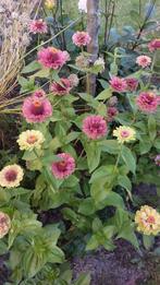 Zinnia - zaden uit eigen tuin, Ophalen of Verzenden, Voorjaar, Volle zon, Zaad