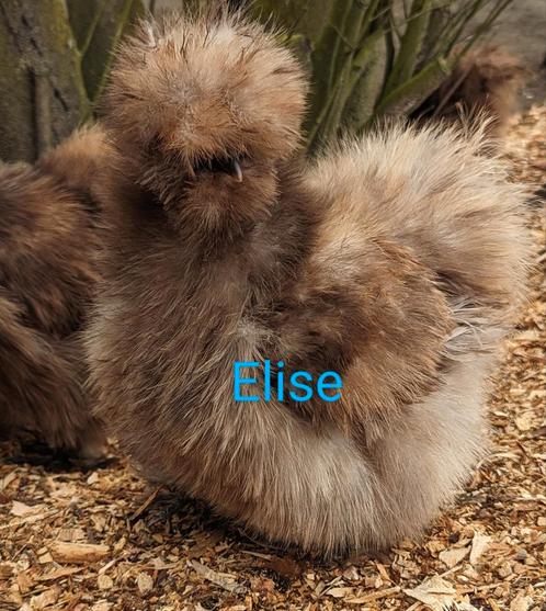 Broedeieren usa zijdehoen krul zijdehoenders kippen, Dieren en Toebehoren, Pluimvee, Kip