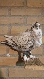 Oosterse meeuw, Dieren en Toebehoren, Vogels | Duiven, Vrouwelijk